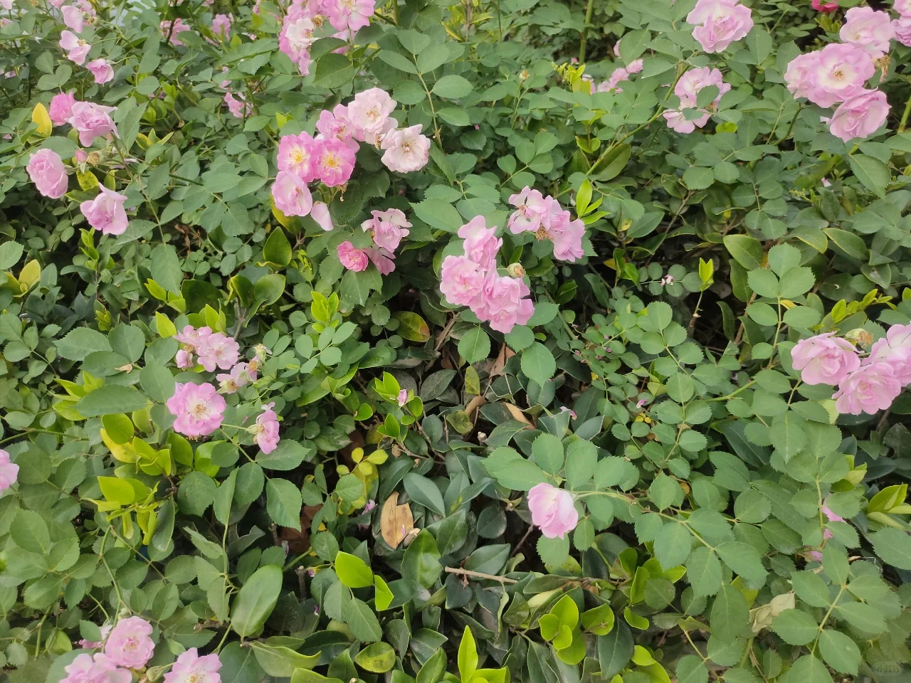 婀娜多姿的月季🌹