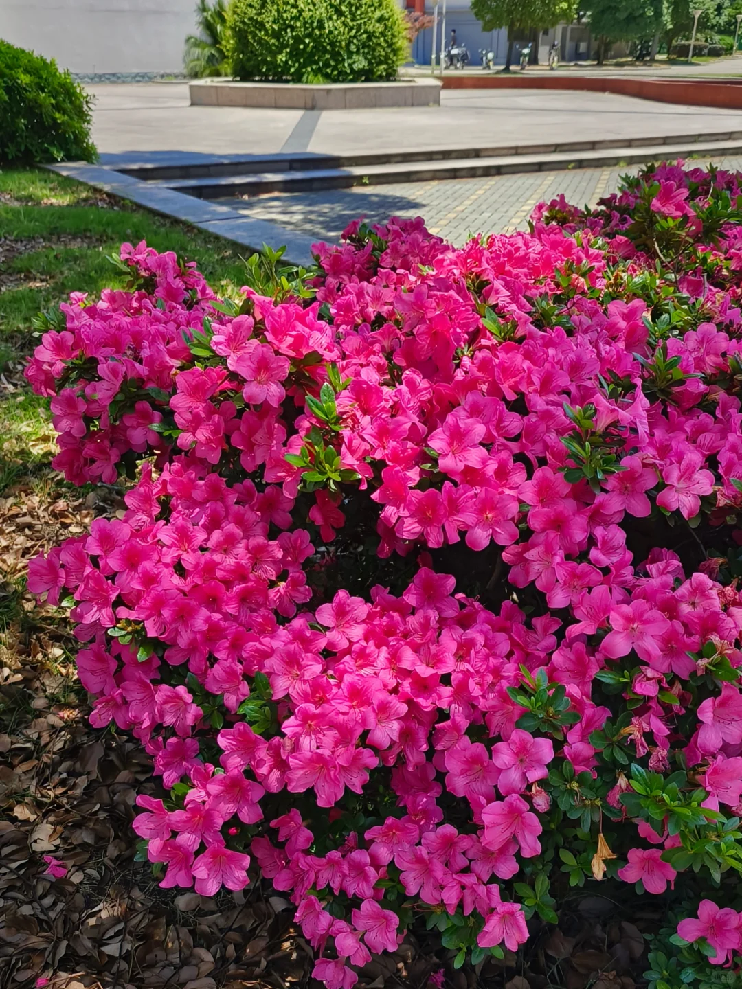 我终于明白了什么叫娇艳欲滴