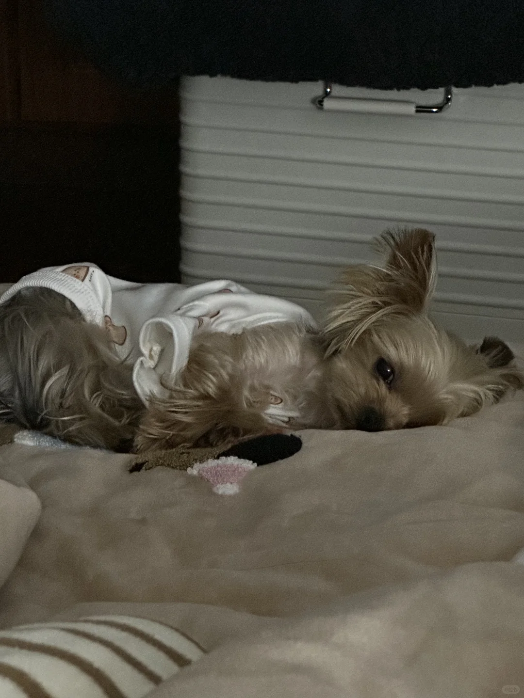 🐶性感尤物🐶