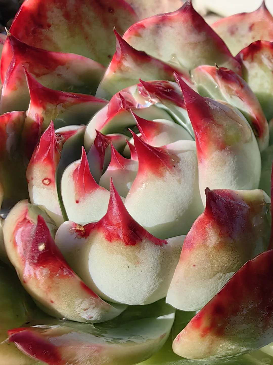 娇艳欲滴具现化