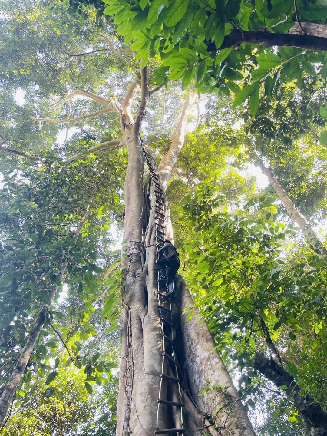 雨林徒步 穿越山野溪涧