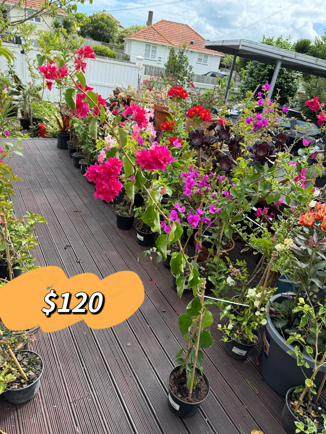 高枝条重瓣红，可直接做成棒棒糖 娇艳无比！