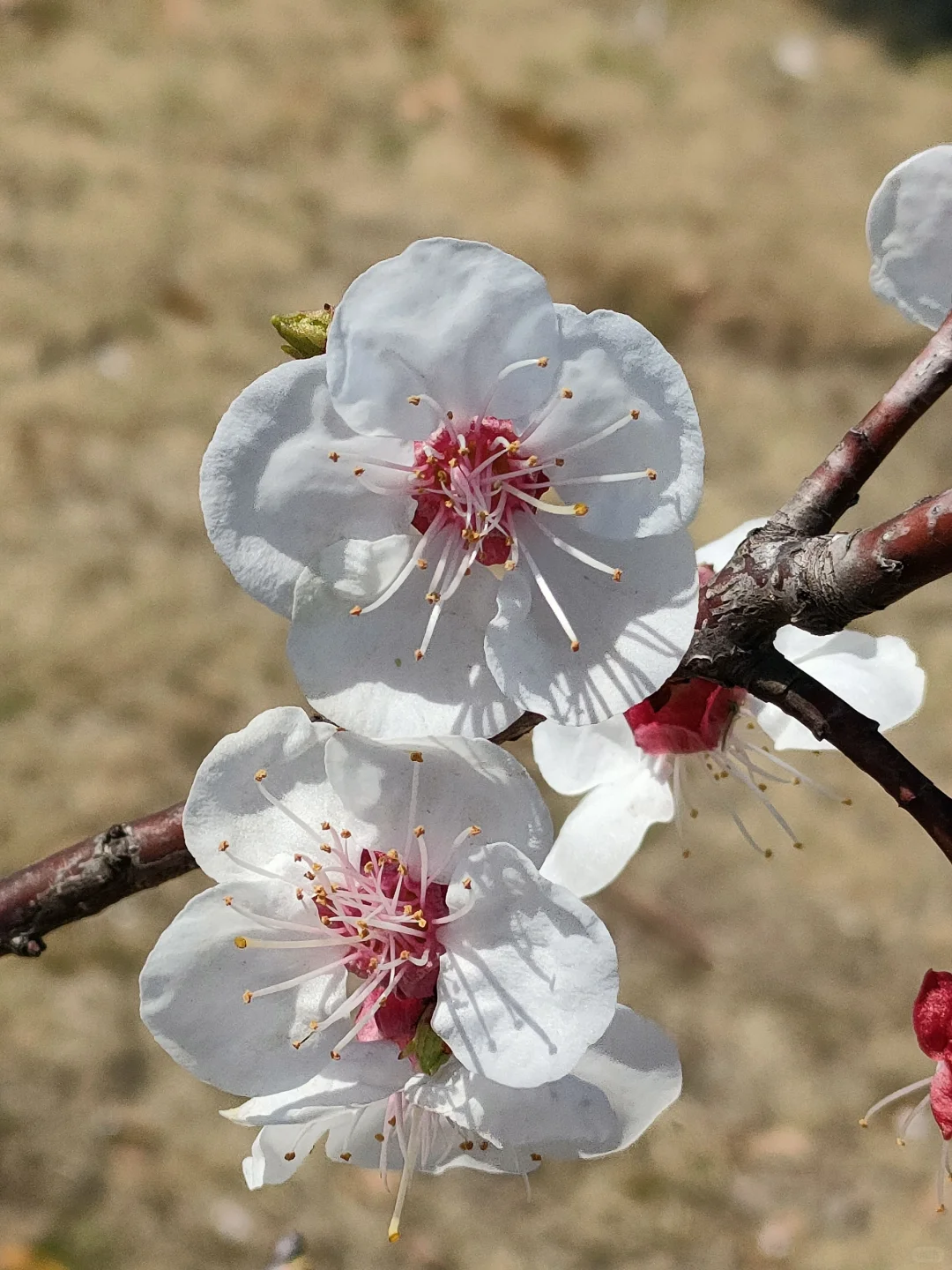 春物竞相妒，杏花应最娇