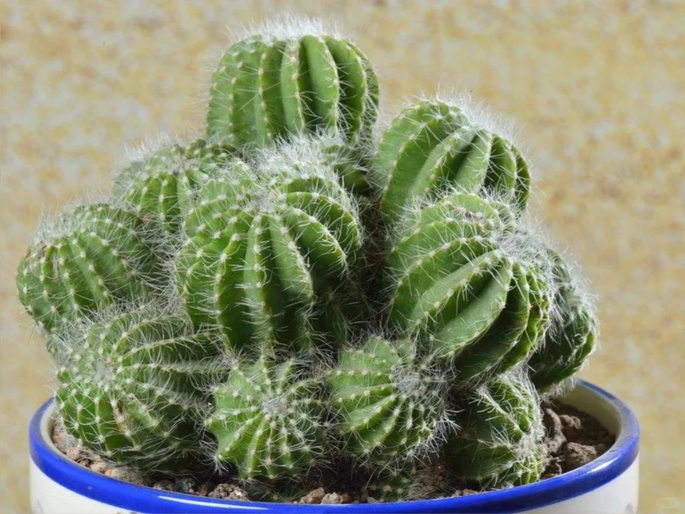 植物科普｜懒人植物的“节水秘籍”