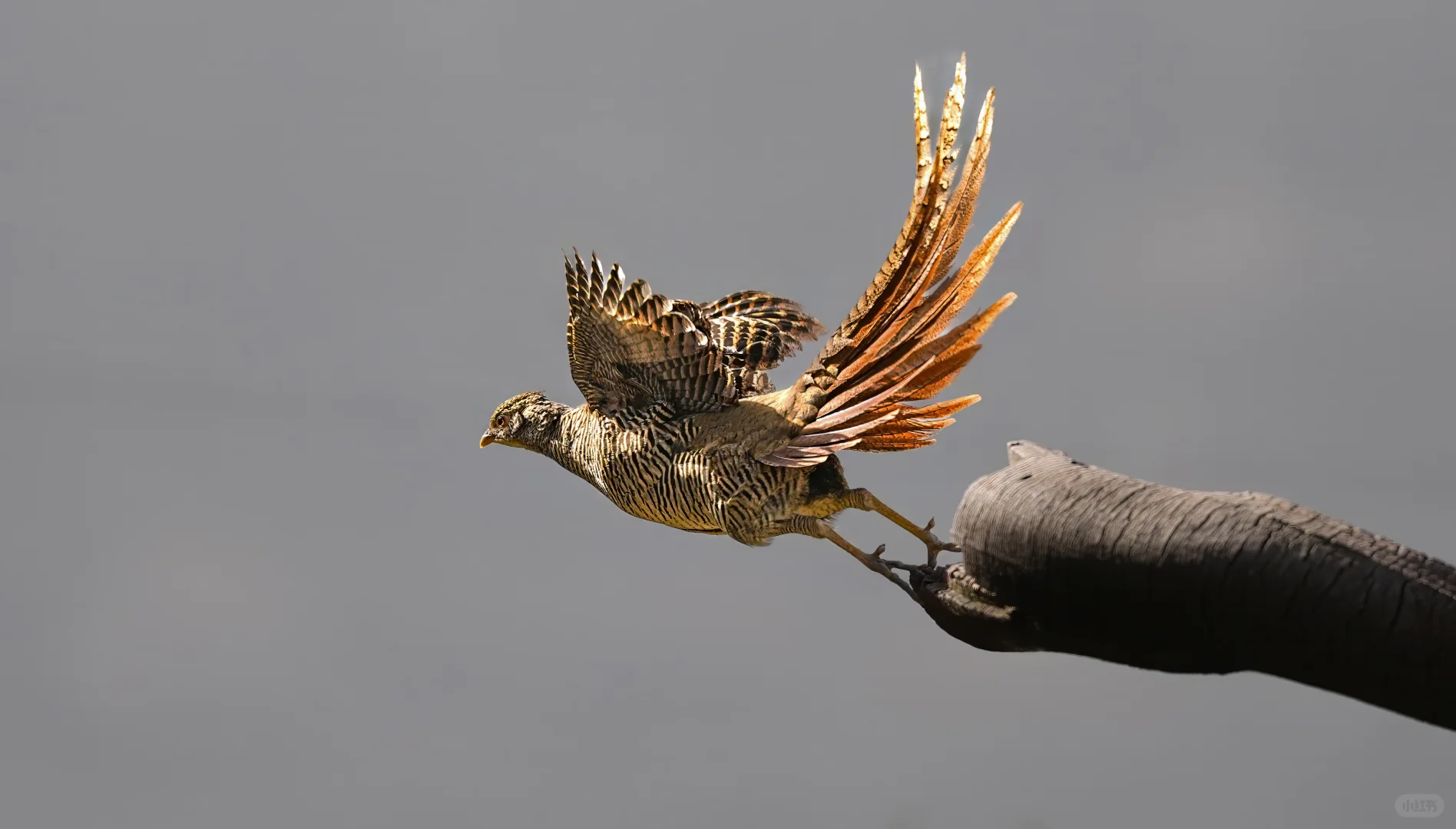 媚眼如丝，橙色眼线