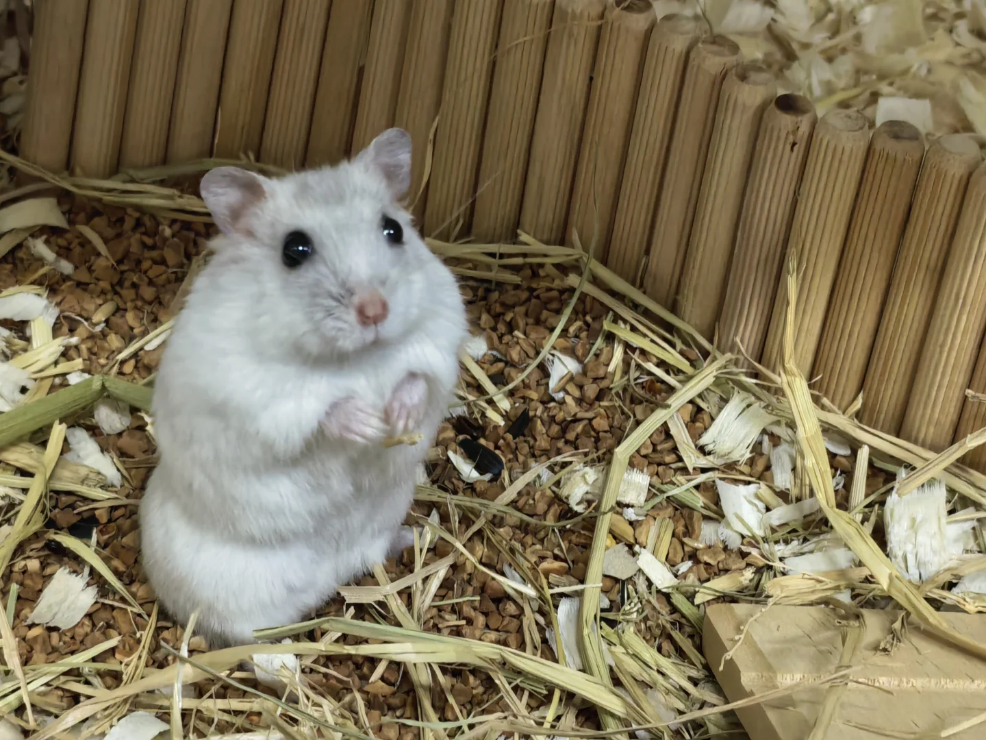 欣赏一下喜宝的媚眼