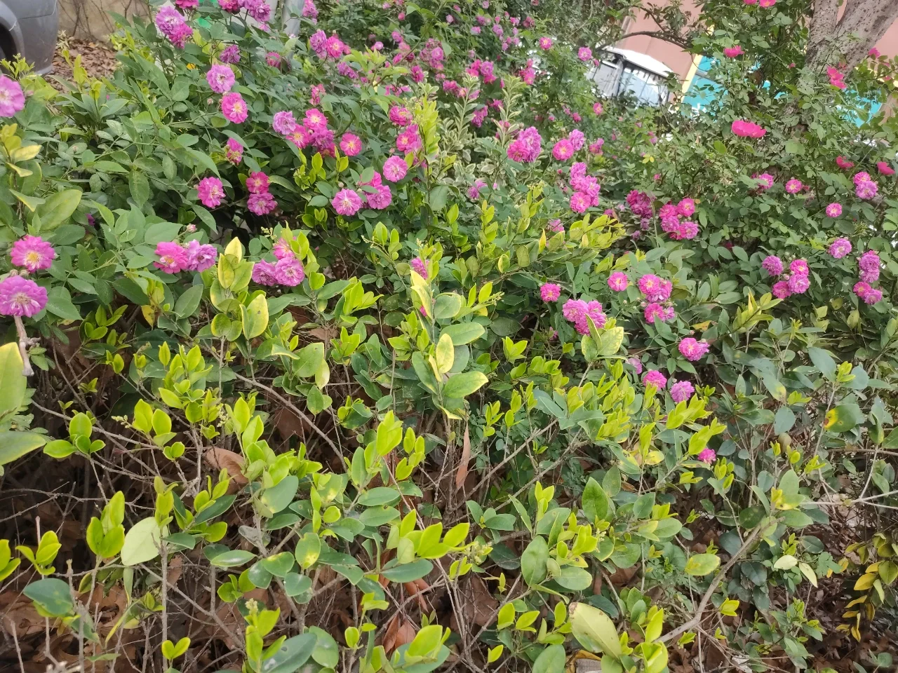 婀娜多姿的月季🌹