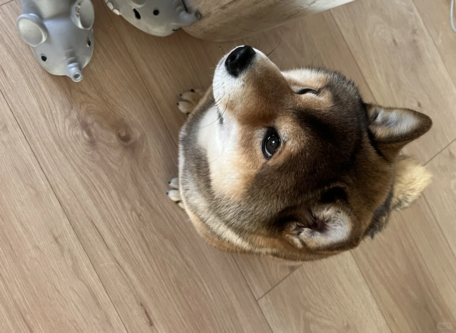 🐶：今天我将给所有人脸色看！