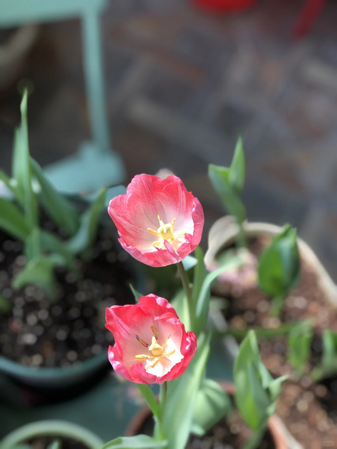 用娇艳欲滴来形容都不为过。