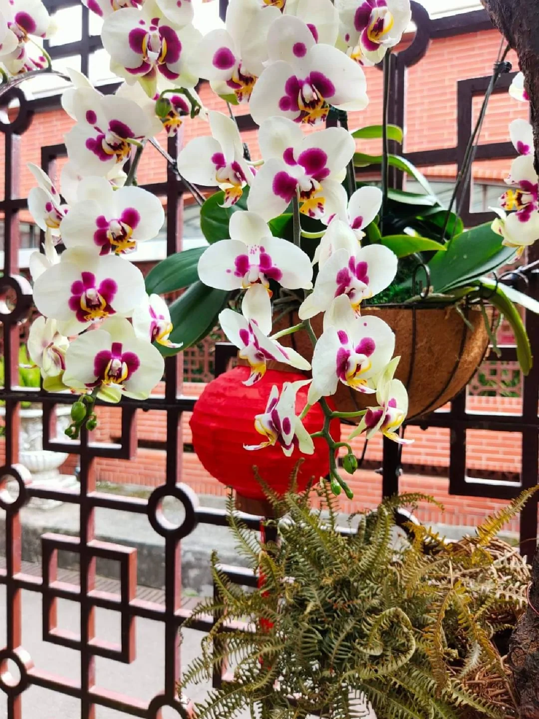 蘭花，靜、香，盡享美艷姿色