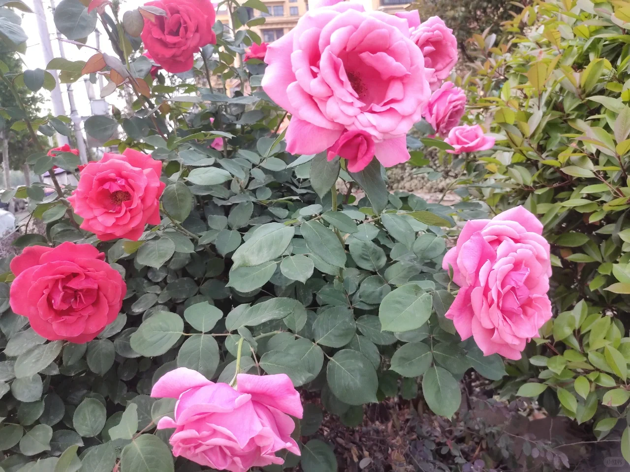 婀娜多姿的月季🌹