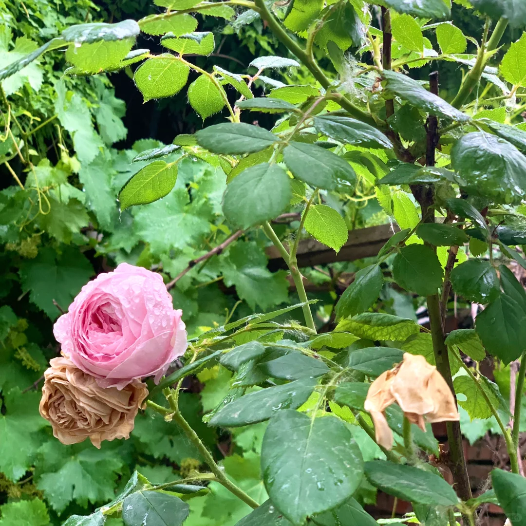 娇艳欲滴这个词原来是这么来的阿