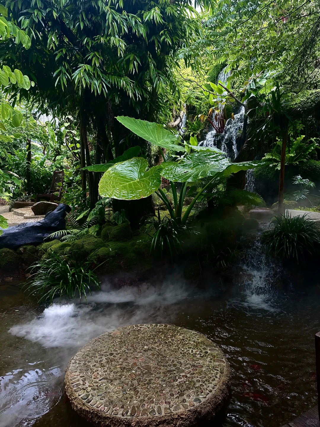 误入版纳爱丽丝梦游仙境