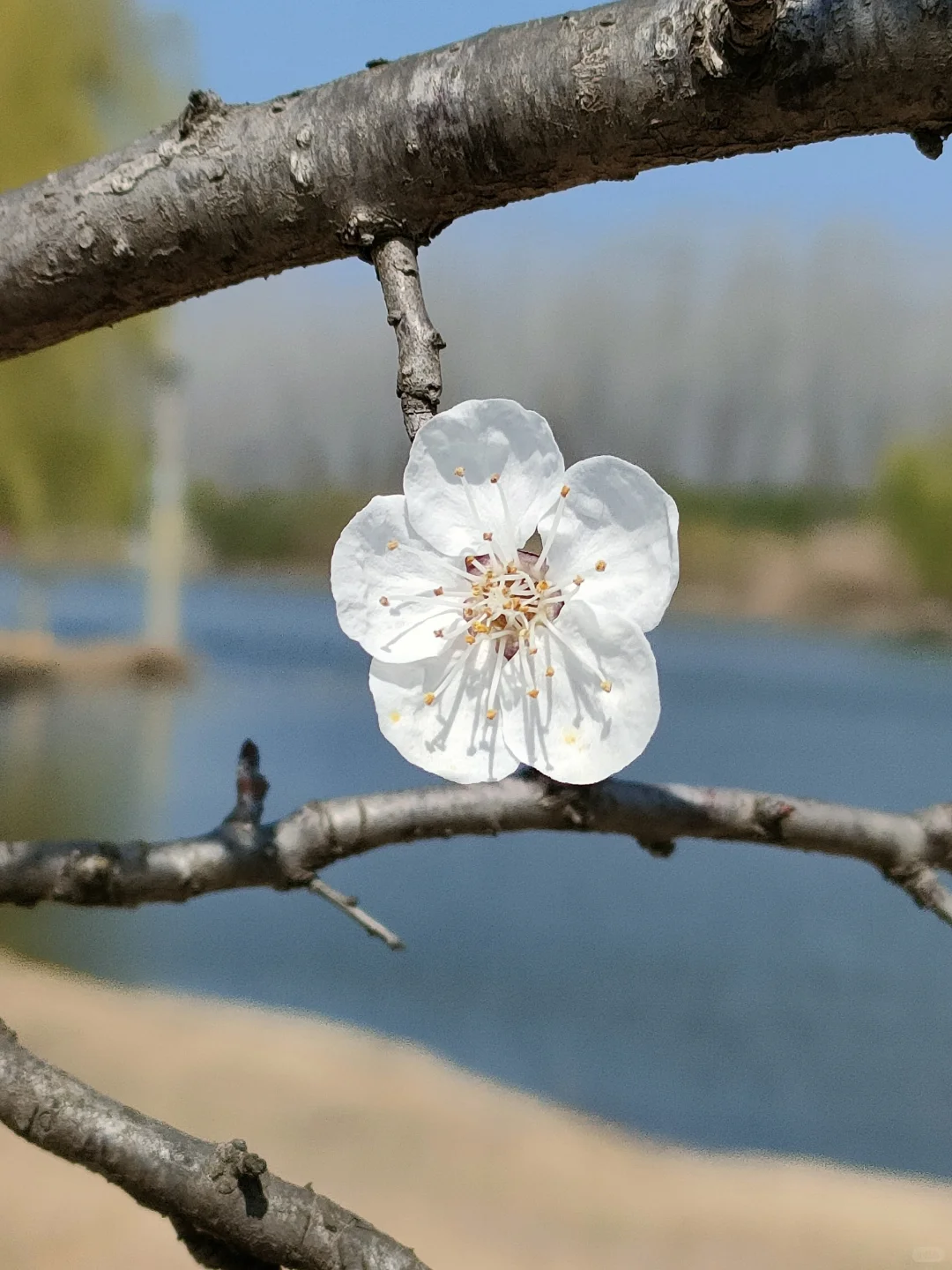 春物竞相妒，杏花应最娇