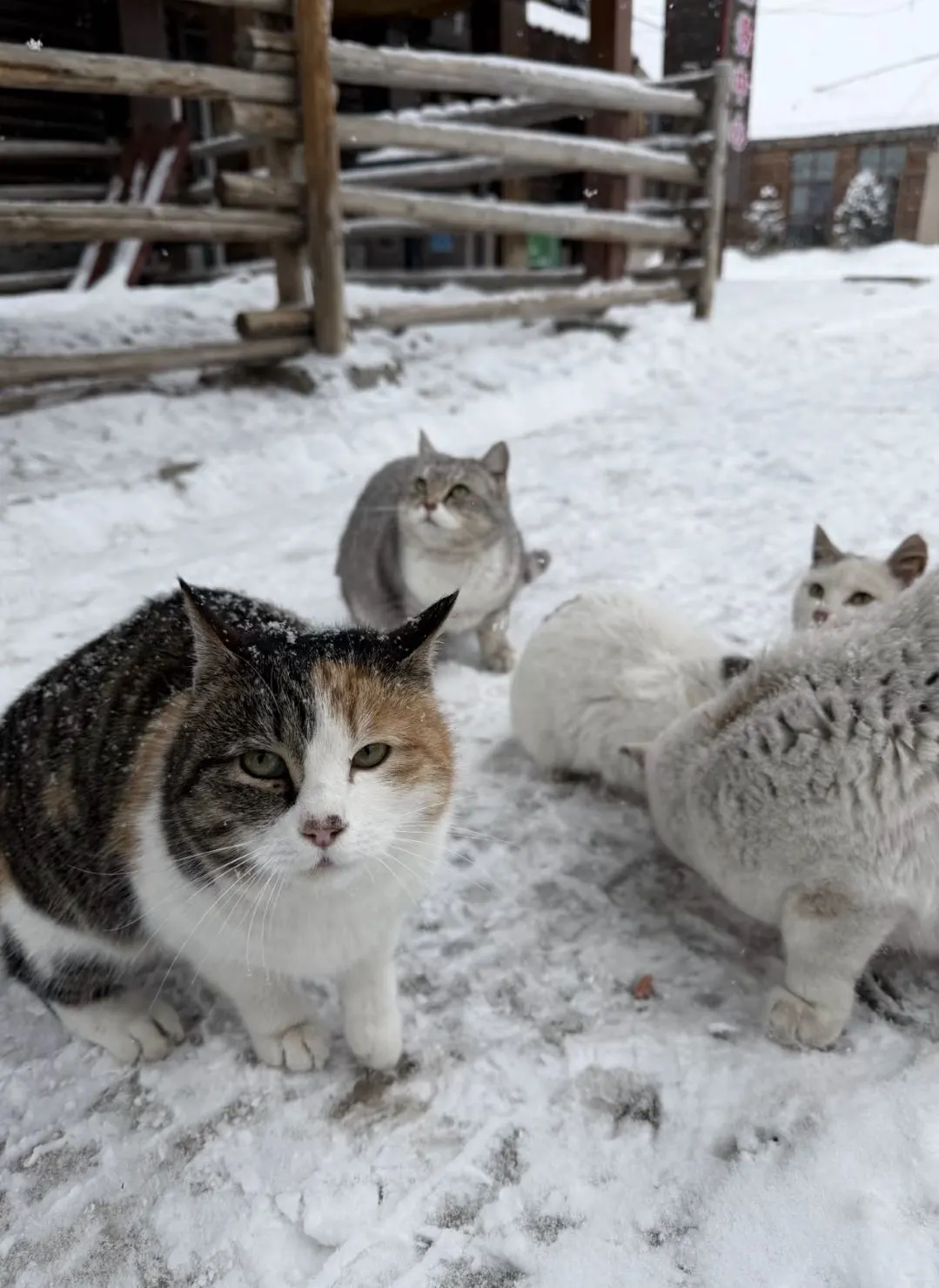 去阿勒泰千万不要穿衣焦虑，信我！！