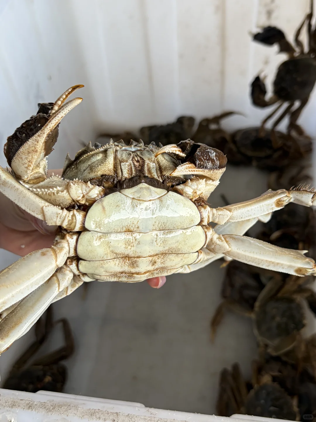 大降温！大残母蟹肥成红薯精了🤣