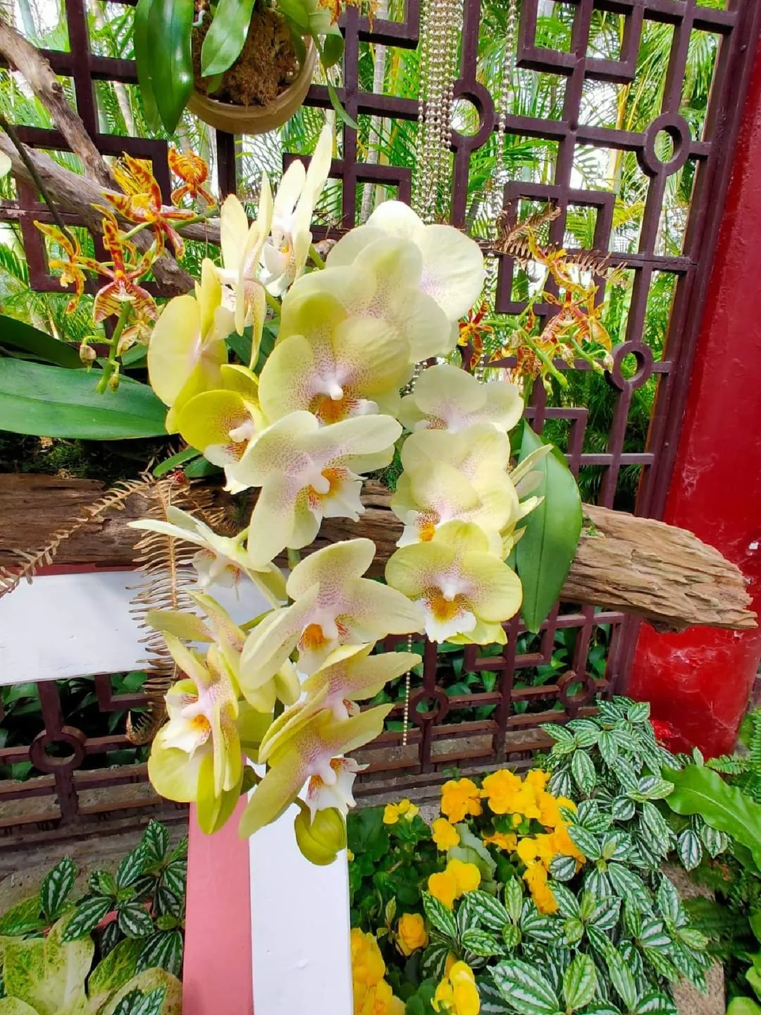 蘭花，靜、香，盡享美艷姿色