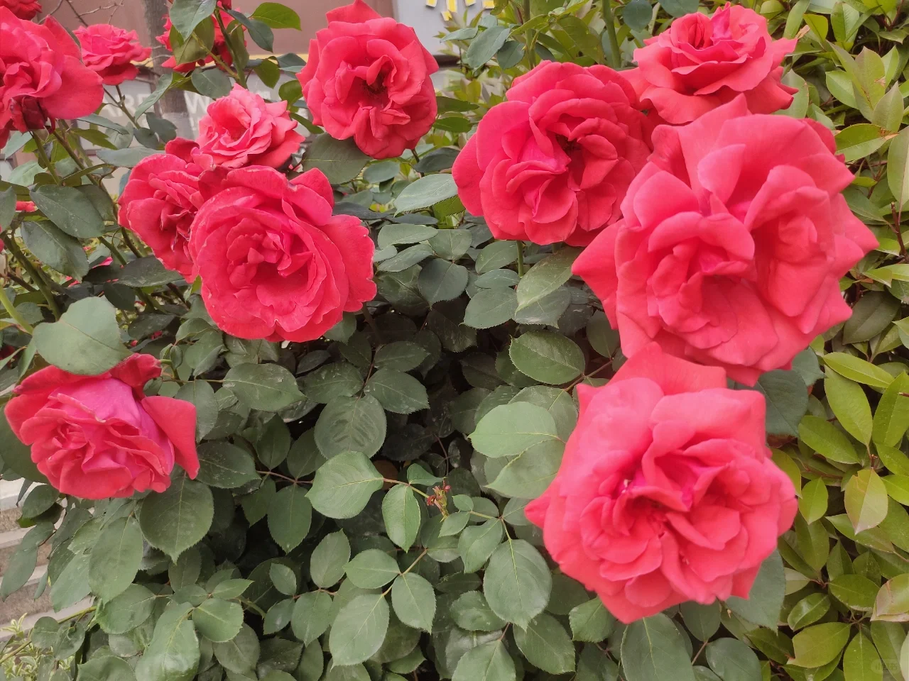 婀娜多姿的月季🌹