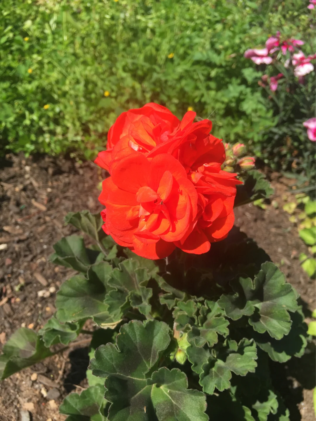 魅力多姿的植物：天竺葵