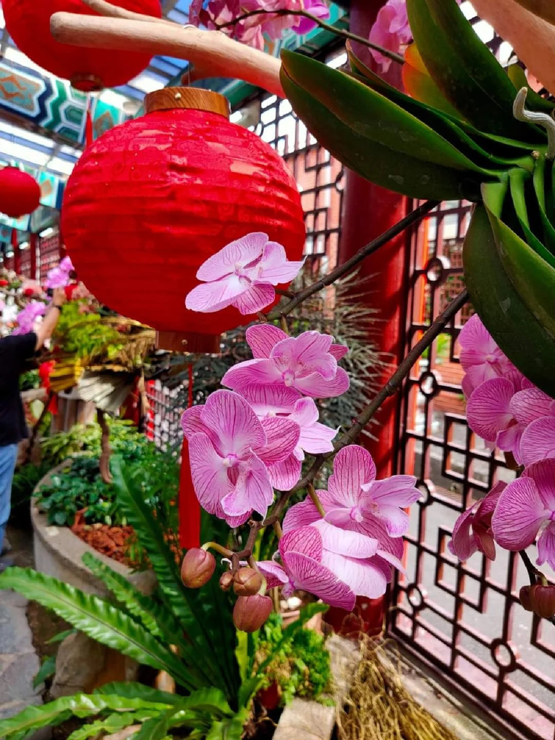 蘭花，靜、香，盡享美艷姿色