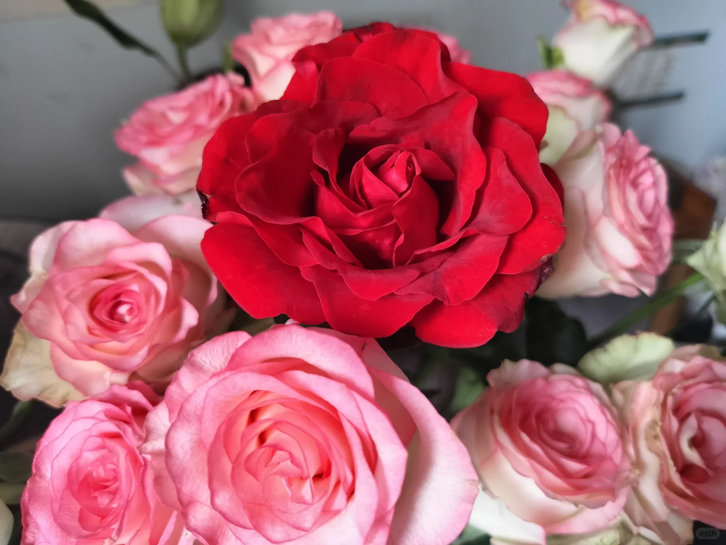 娇艳欲滴的玫瑰花｡◕‿◕｡🌹