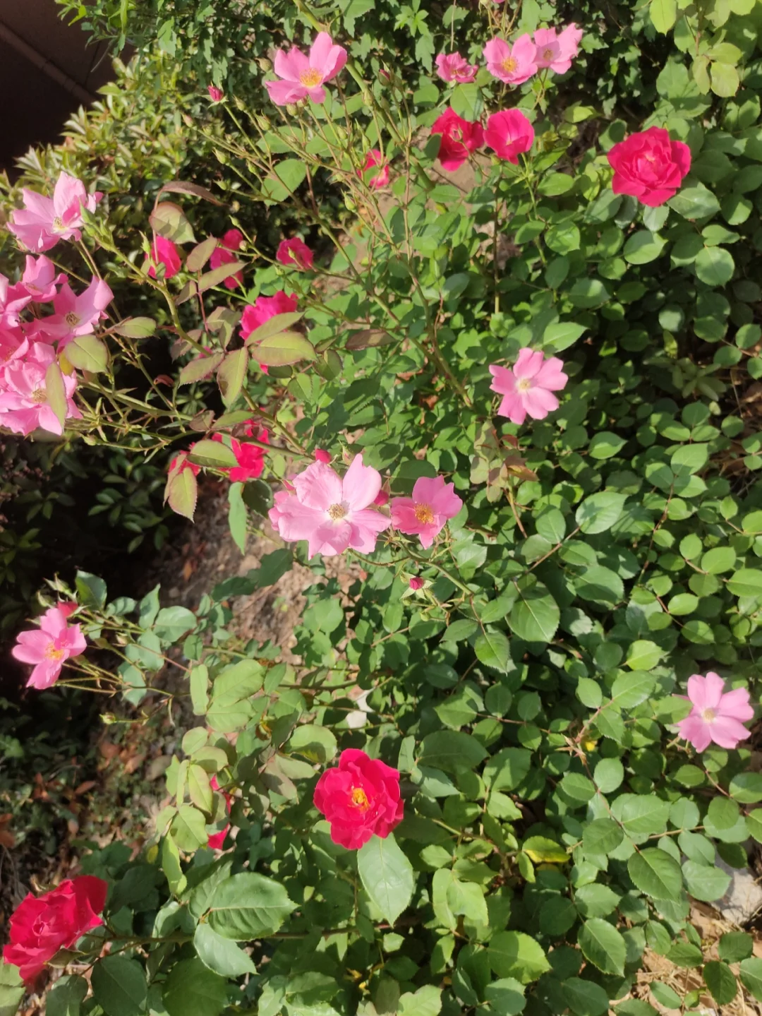 婀娜多姿的月季🌹