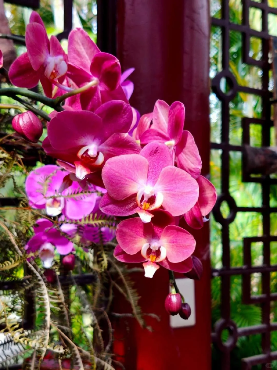 蘭花，靜、香，盡享美艷姿色