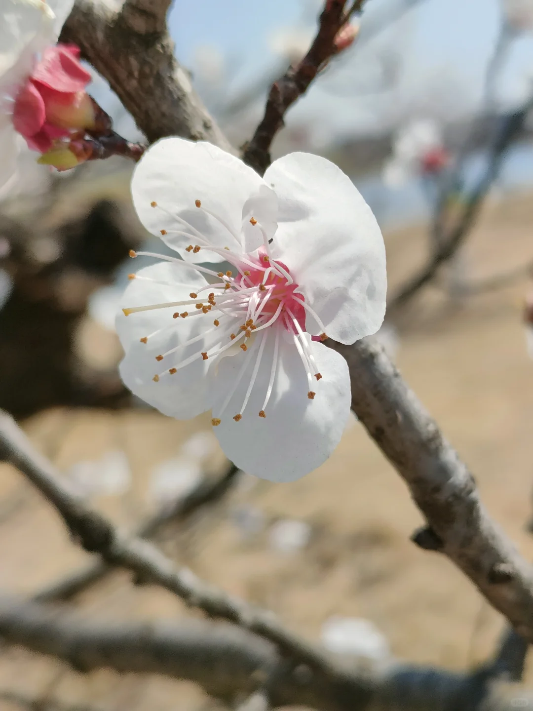 春物竞相妒，杏花应最娇