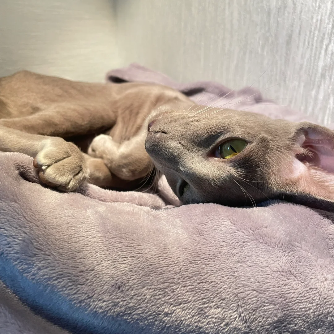 大概这就是媚眼如丝吧