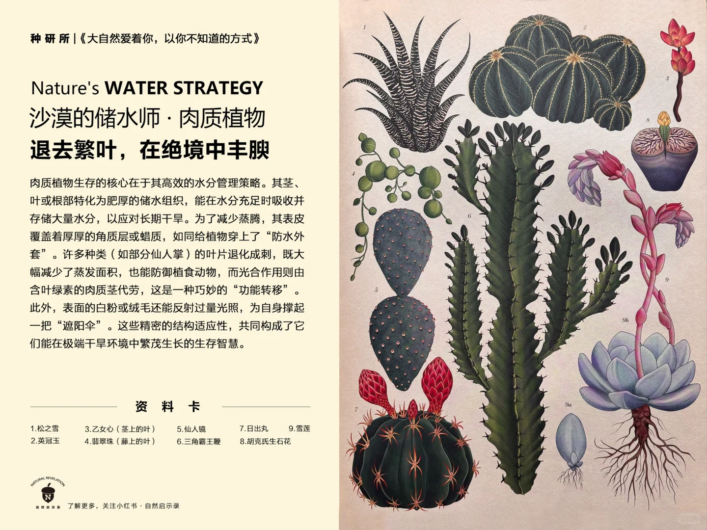 植物科普｜懒人植物的“节水秘籍”