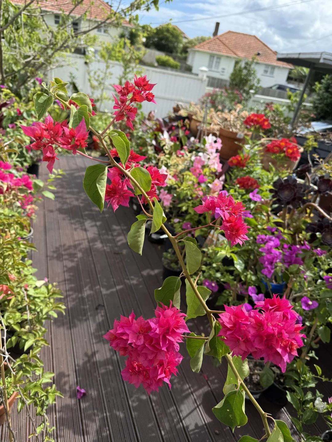 高枝条重瓣红，可直接做成棒棒糖 娇艳无比！