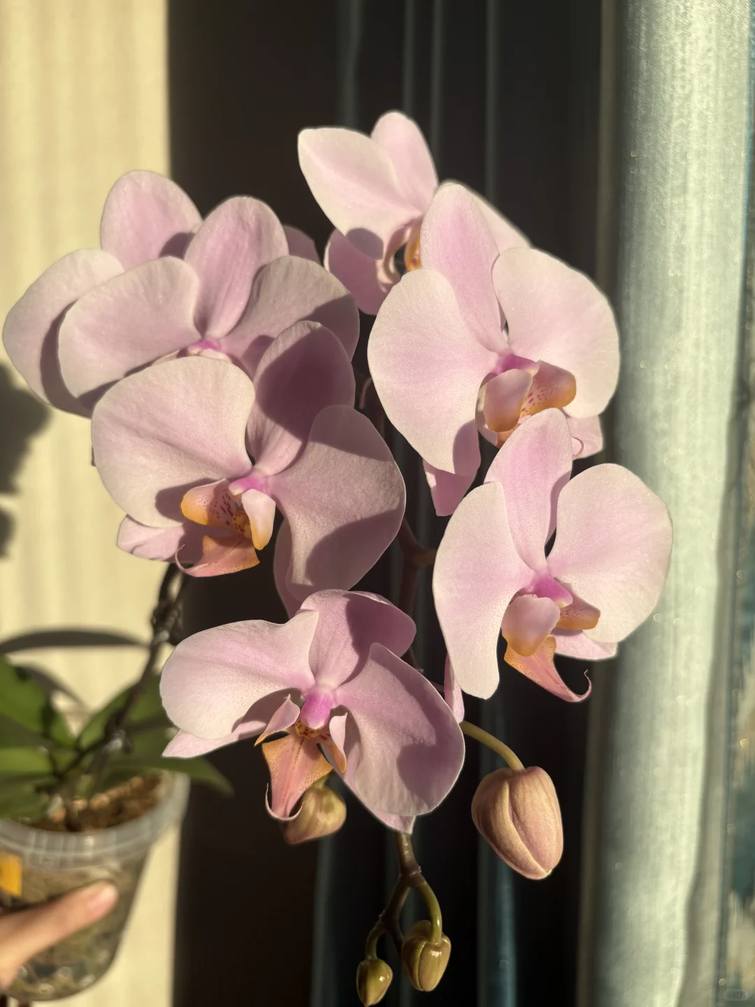 蝴蝶兰萨利纳斯