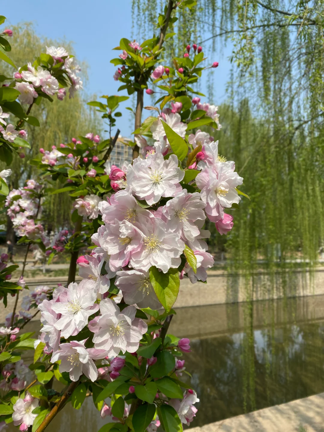 🌸🌸🌺🌺💐💐