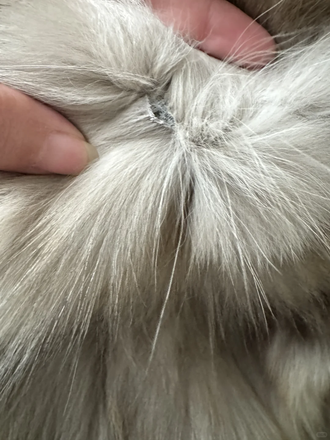 琳琳皮草韩女千金留不留啊