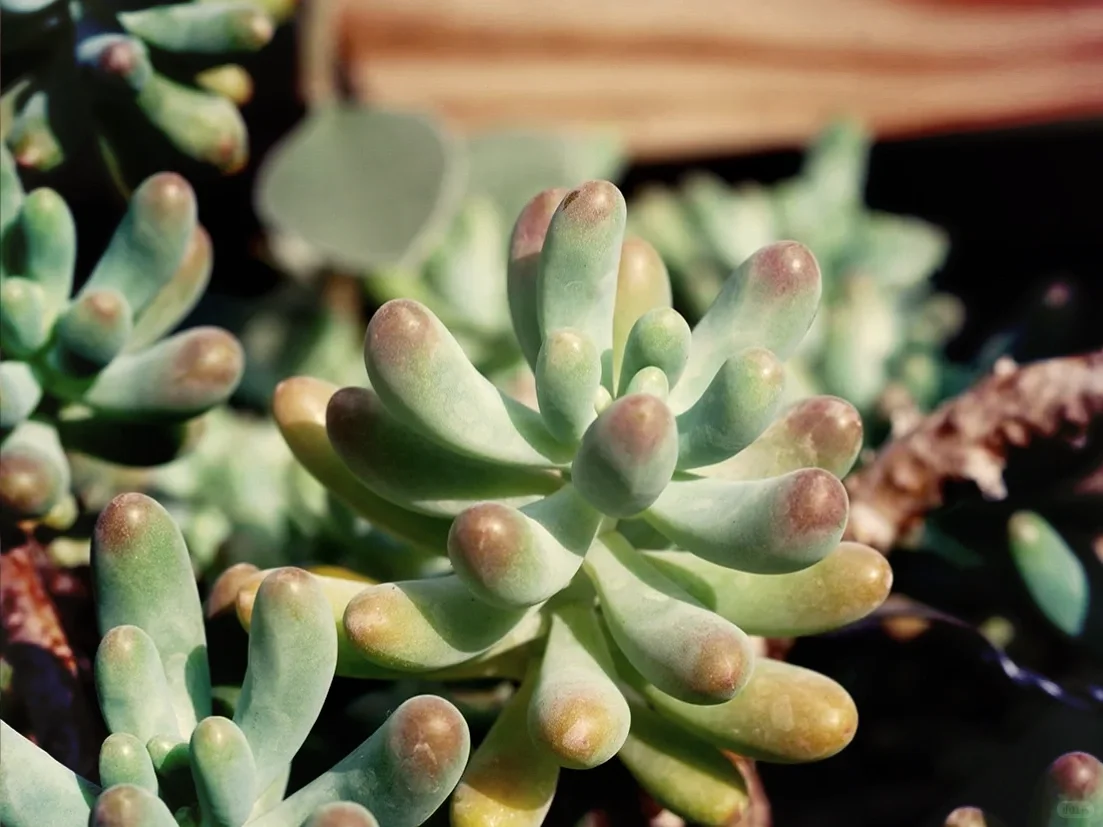 植物科普｜懒人植物的“节水秘籍”