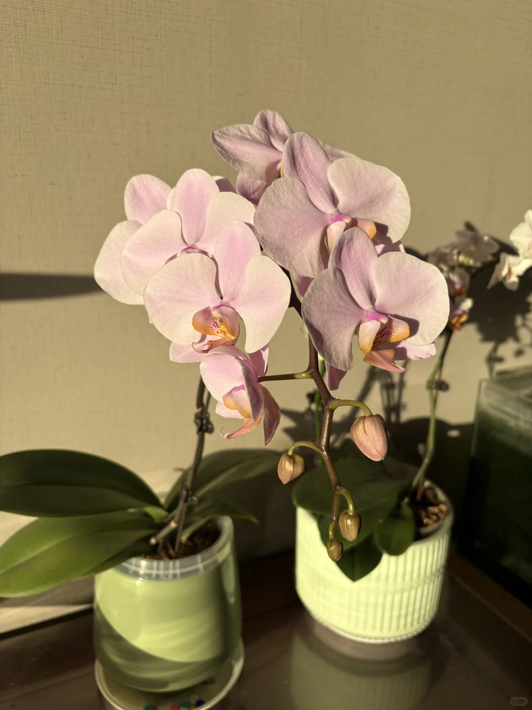 蝴蝶兰萨利纳斯