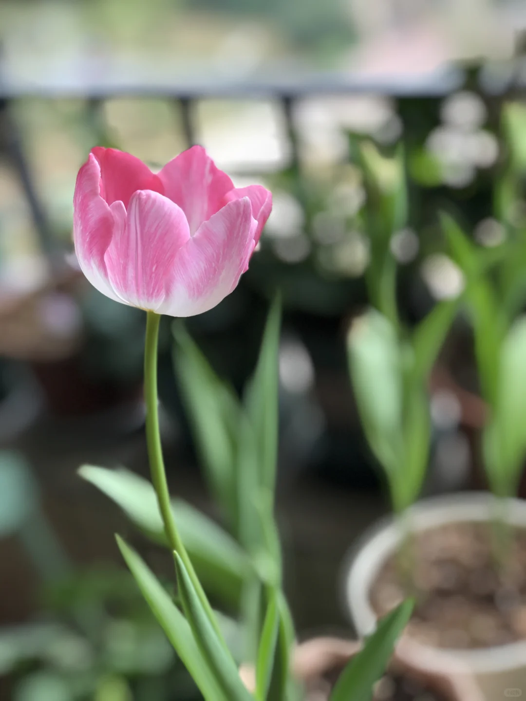 用娇艳欲滴来形容都不为过。