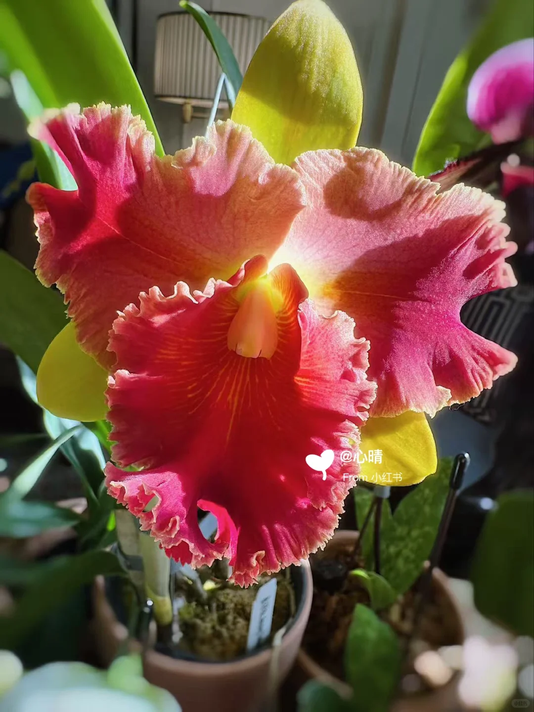 卡特兰魔术师开花记录