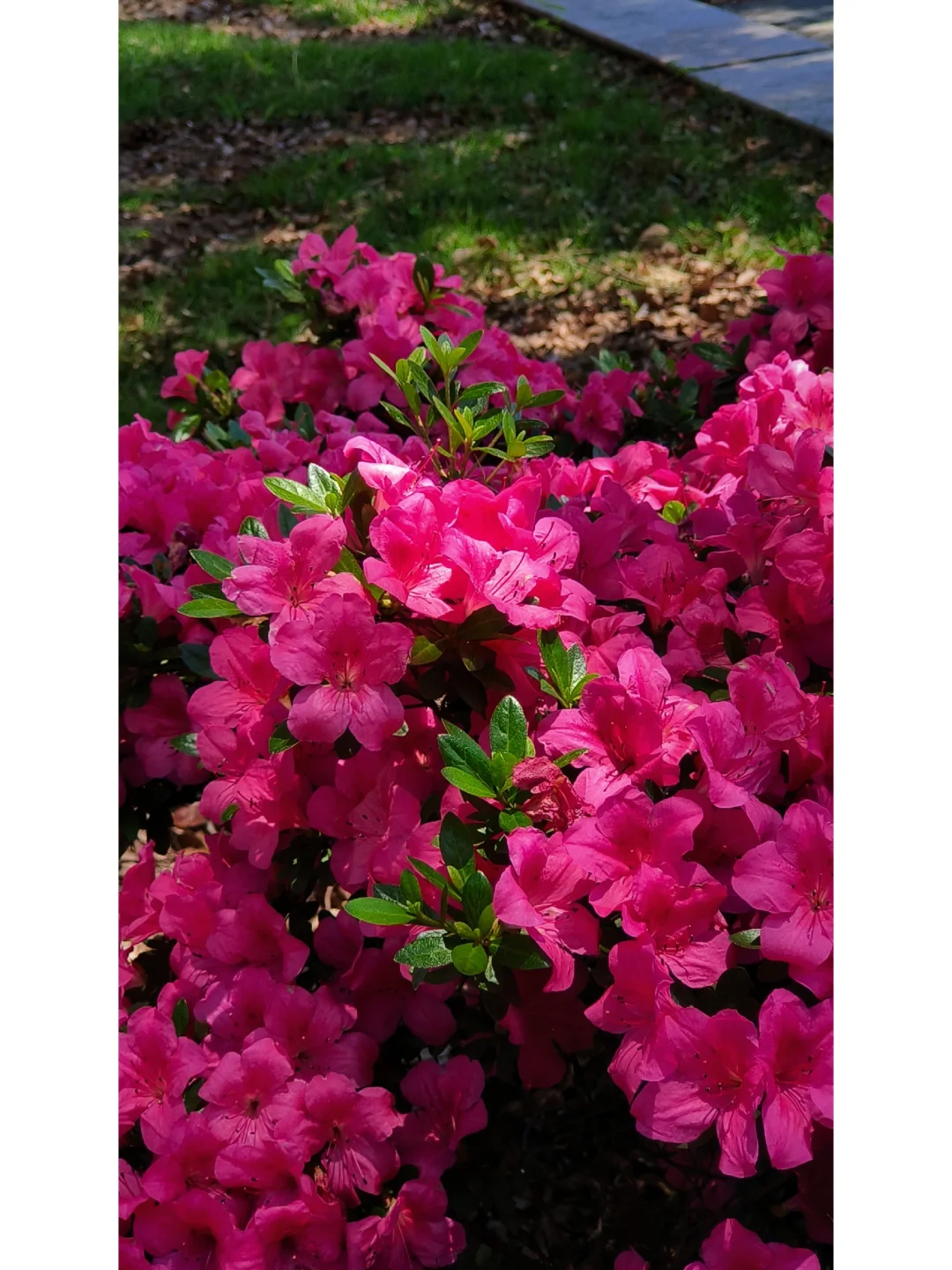 我终于明白了什么叫娇艳欲滴