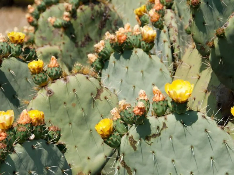 植物科普｜懒人植物的“节水秘籍”