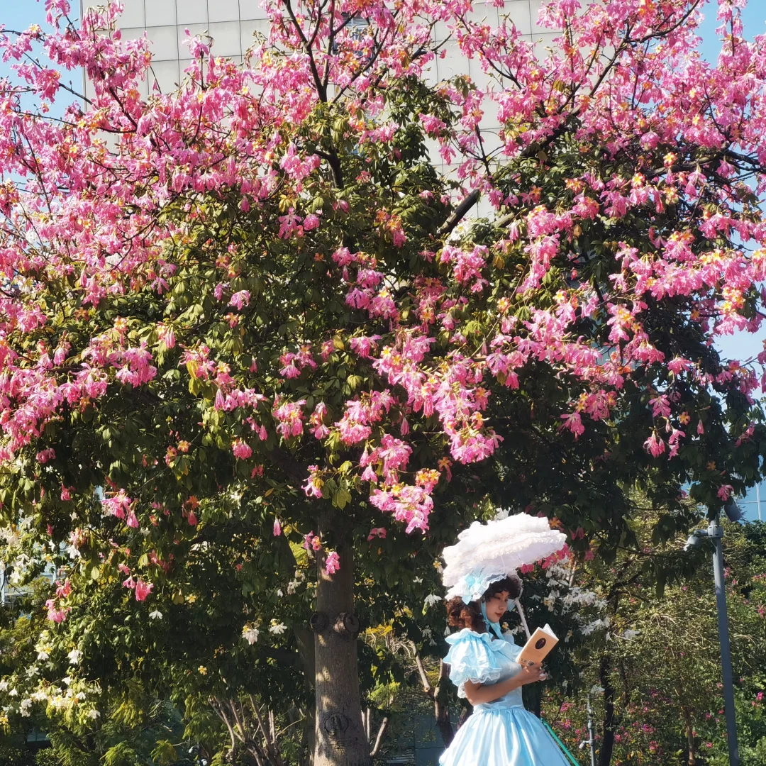 华为p40拍摄，不出市区的异木棉花海