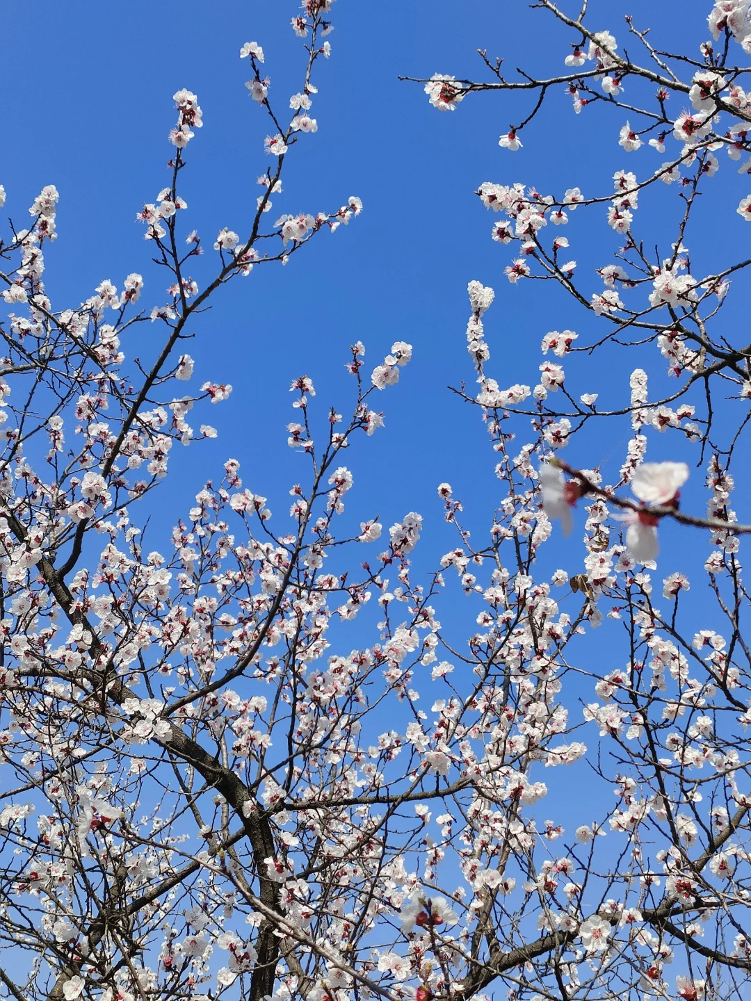 春物竞相妒，杏花应最娇