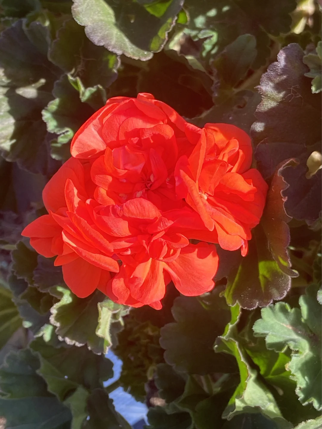 魅力多姿的植物：天竺葵