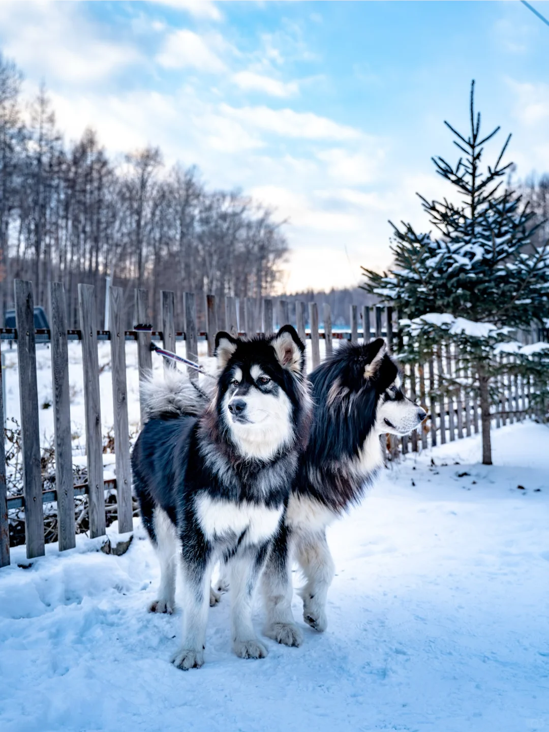 暖冬特辑 | 在长白山柏悦，过个暖乎乎的假期
