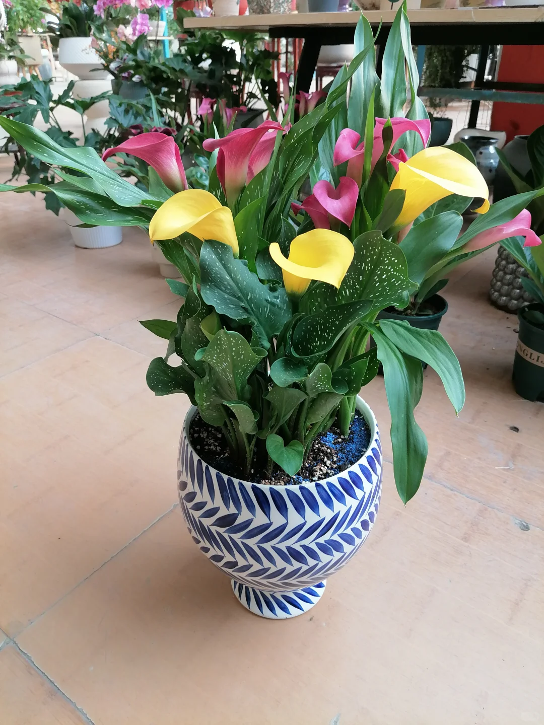 冬天开的最娇艳的花，马蹄莲