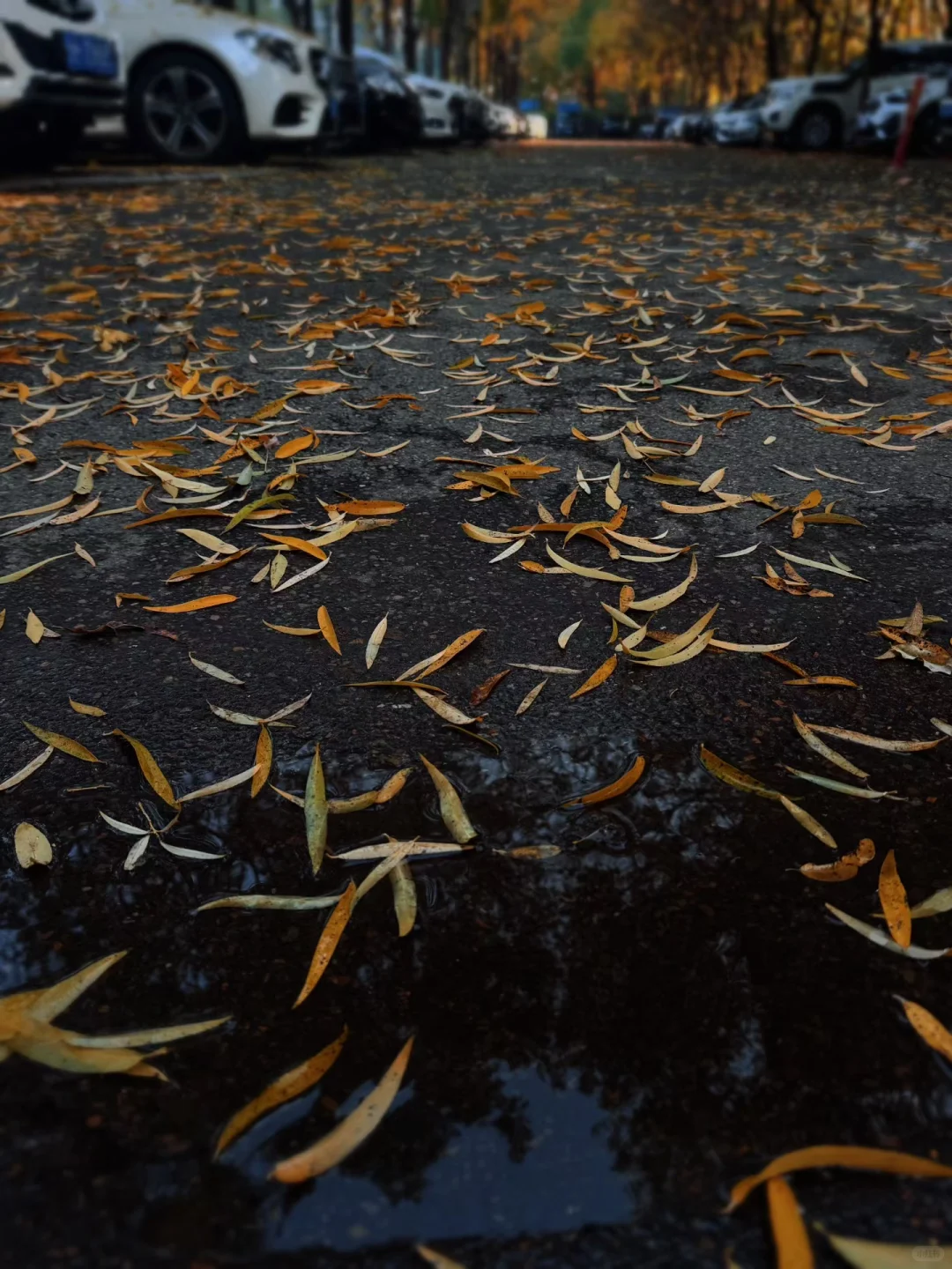 “祝你明媚，熠熠生辉🌙”