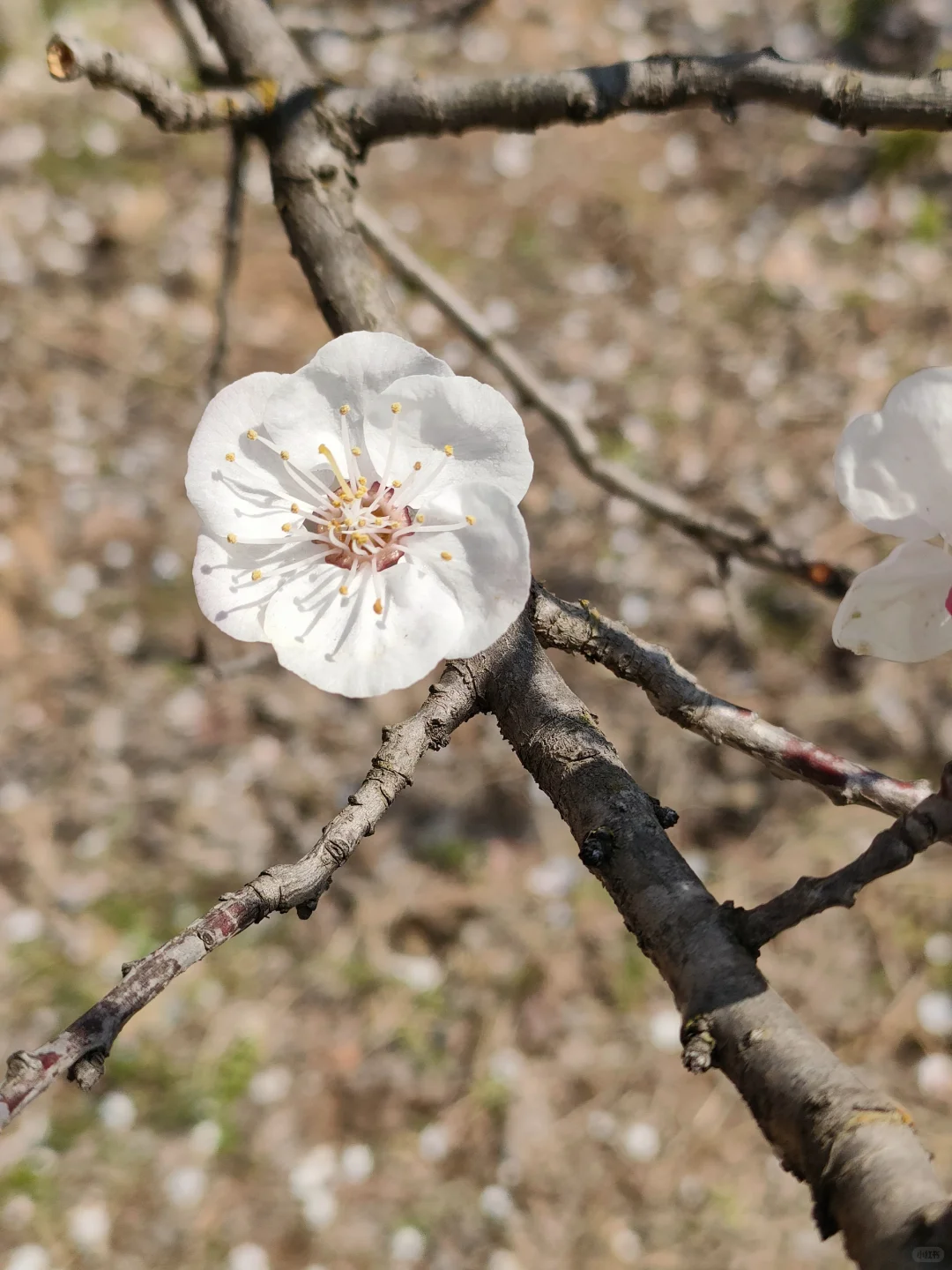 春物竞相妒，杏花应最娇
