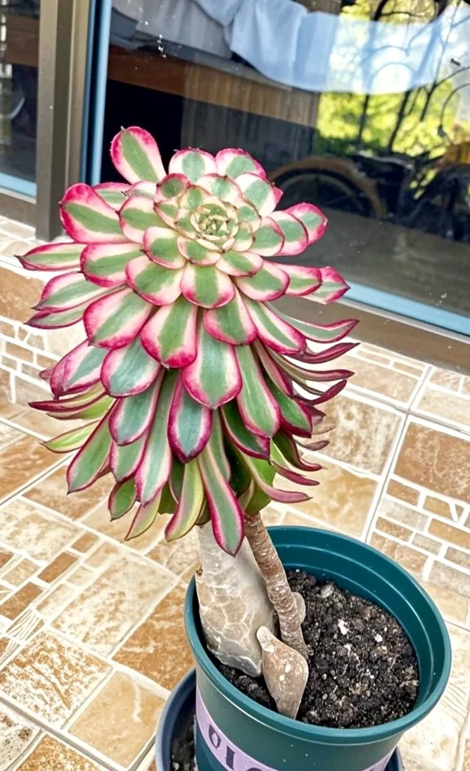 一年之中美杜莎最美的时刻！