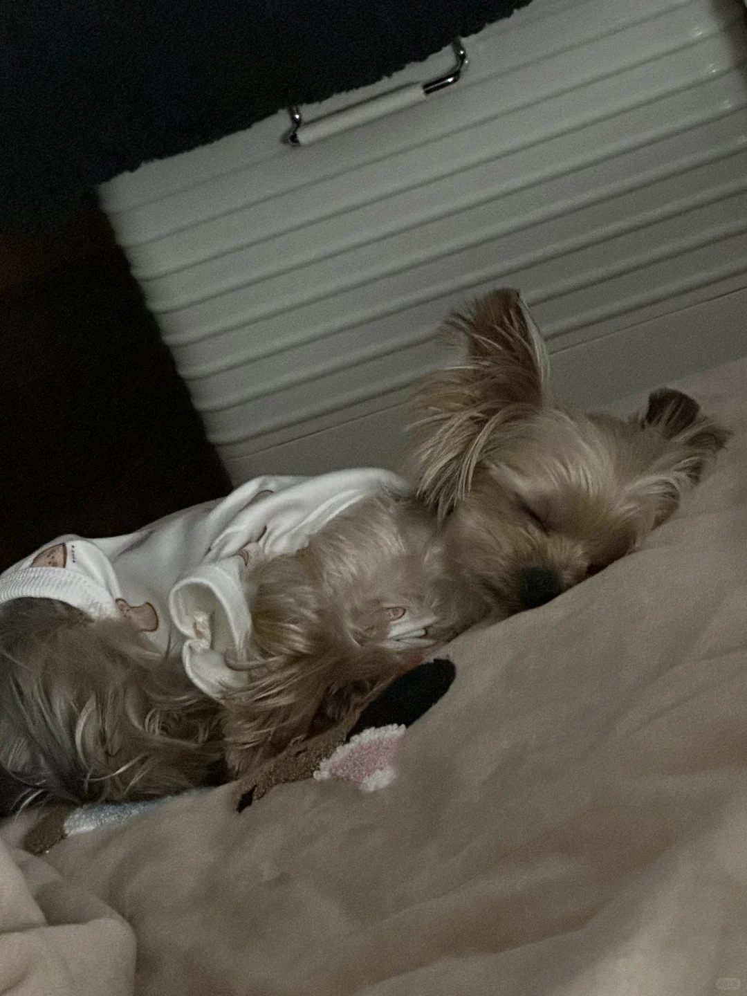 🐶性感尤物🐶