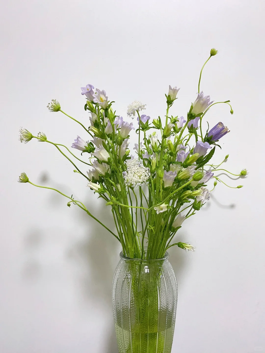 点缀叶间如绣——翠珠